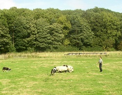 The training paddock