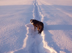 Sweep - sheepdog