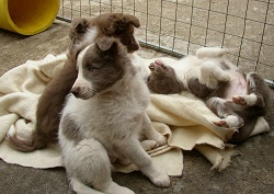 Red Pups