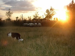Sun herding