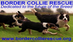 Border Collie Rescue Logo