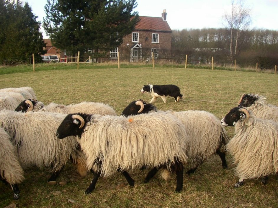 Herding on Farm