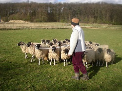 Herding lesson at the centre
