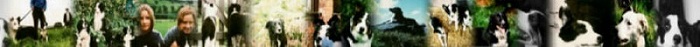 Border Collie Rescue banner